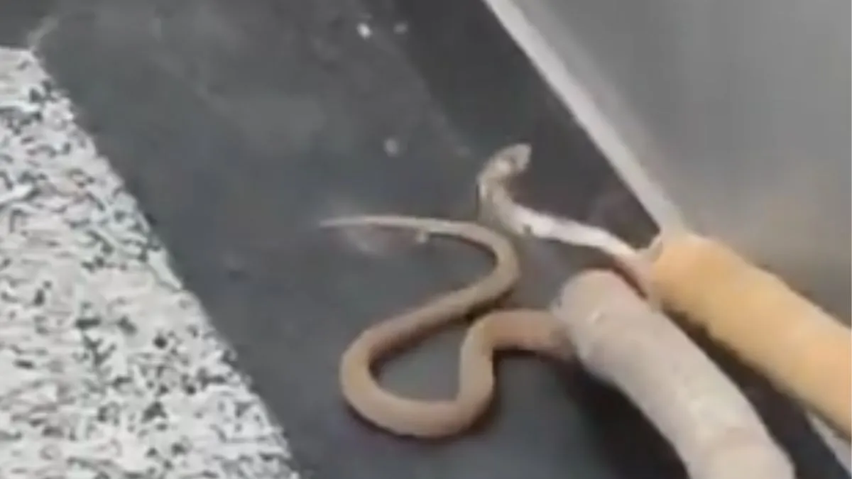 noida-shocker-cobra-found-inside-elevator-at-golden-palm-society-video-goes-viral