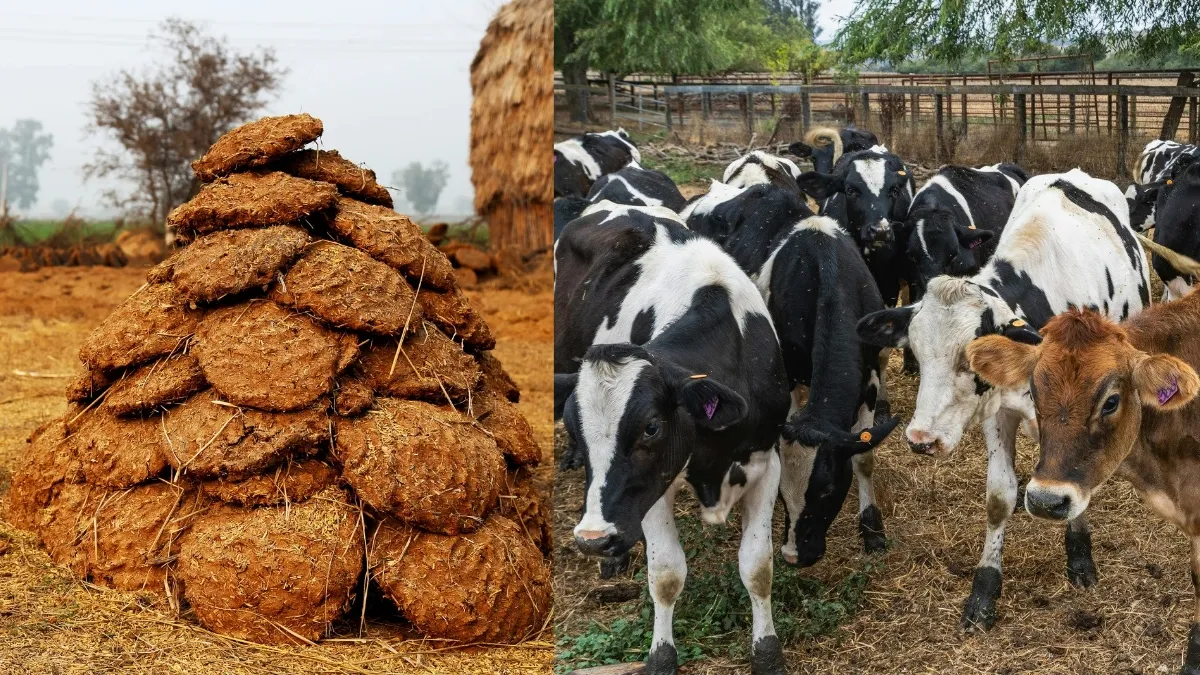 why-is-cow-dung-used-as-a-disinfectant-in-villages-know-spiritual-and-scientific-beliefs-behind-this