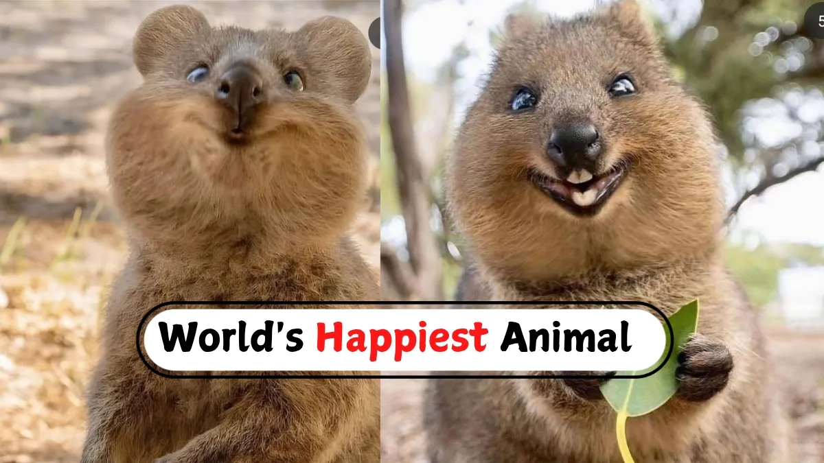 do-you-know-which-is-the-happiest-animal-on-earth-meet-this-adorable-creature