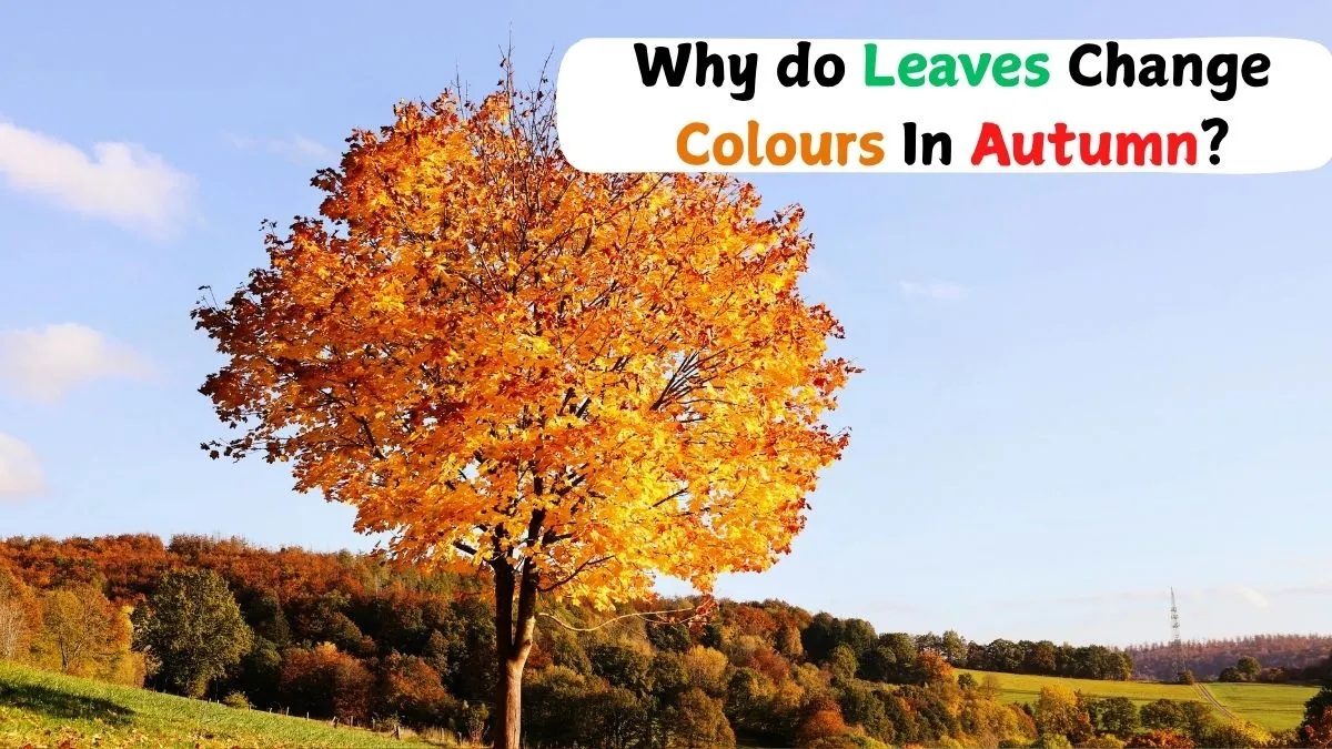 do-you-know-why-leaves-change-colour-in-autumn-know-science-and-magic-behind-it