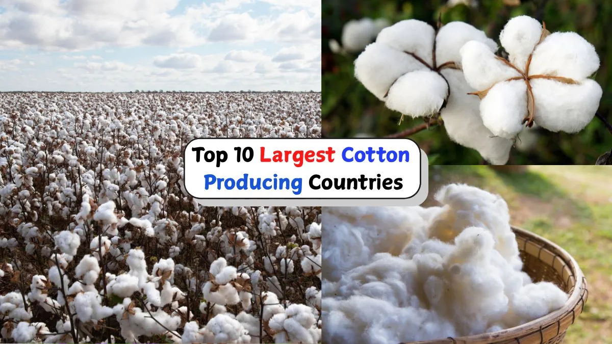 top-10-largest-cotton-producing-countries-in-the-world-in-2025-world-cotton-day