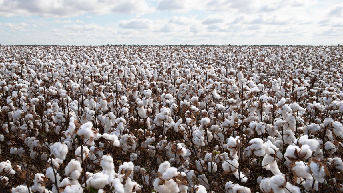 Top 10 Largest Cotton Producing Countries In The World In 2025| World ...
