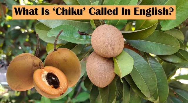 what-is-chiku-called-in-english-know-the-global-name-of-this-sweet-tropical-fruit