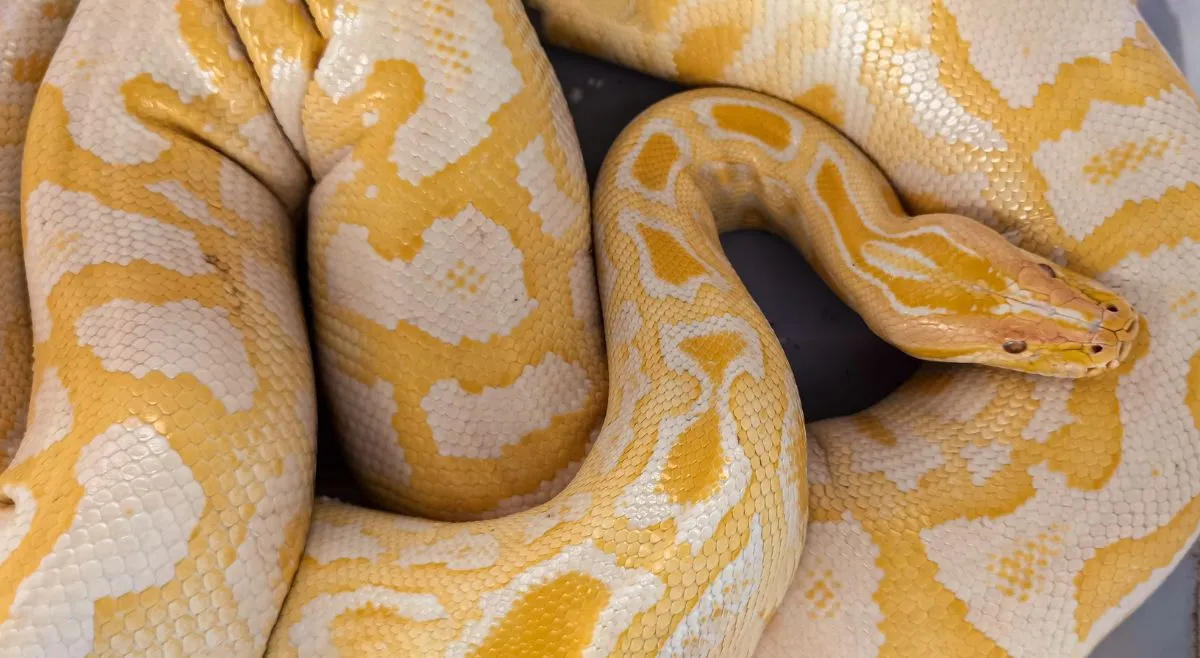 which-is-the-longest-snake-species-in-the-world-fascinating-facts-about-this-massive-species