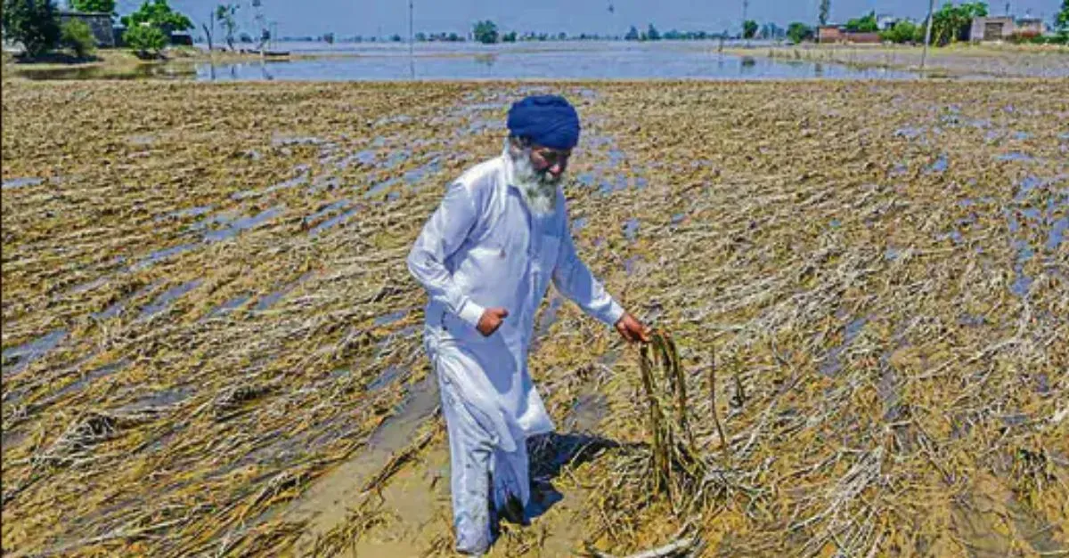 punjab-breaks-70year-record-for-october-rainfall-crops-suffer-extensive-damage-check-imd-forecast