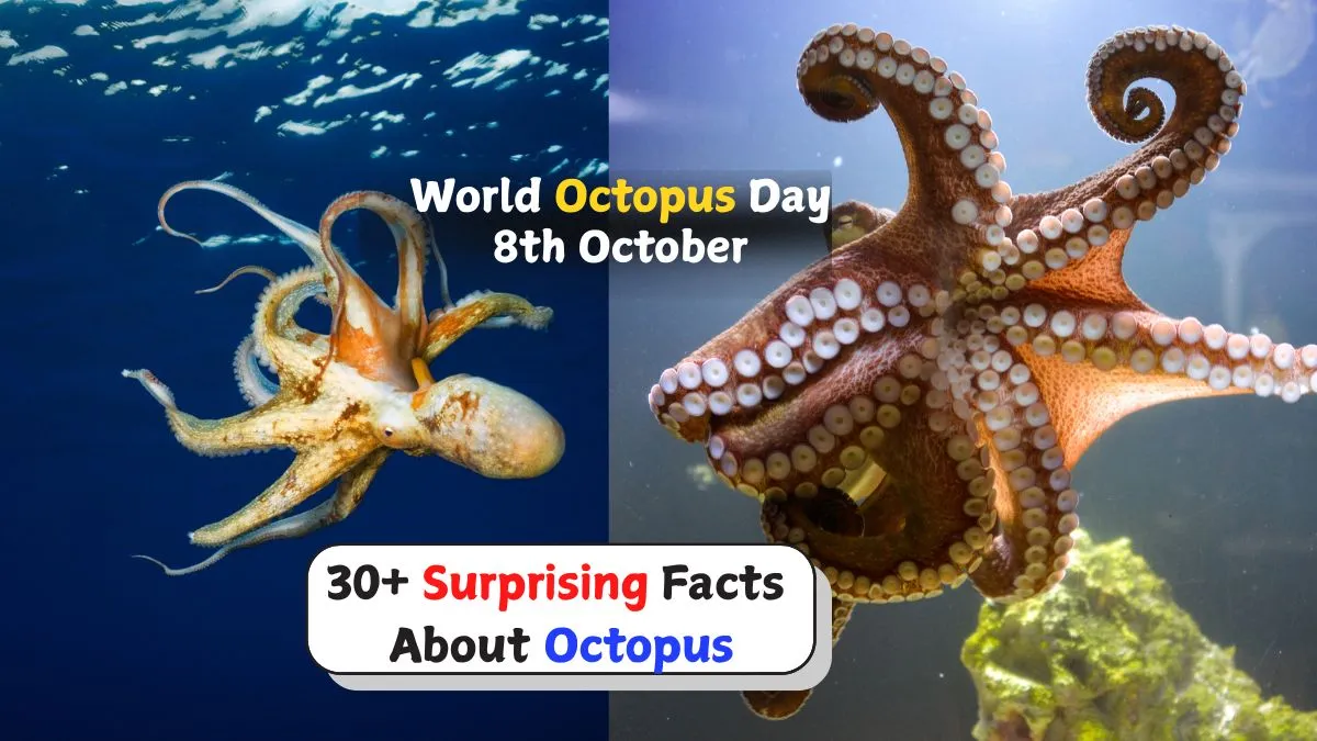 surprising-facts-about-smartest-sea-creature-octopus-who-can-solve-puzzles-world-octopus-day