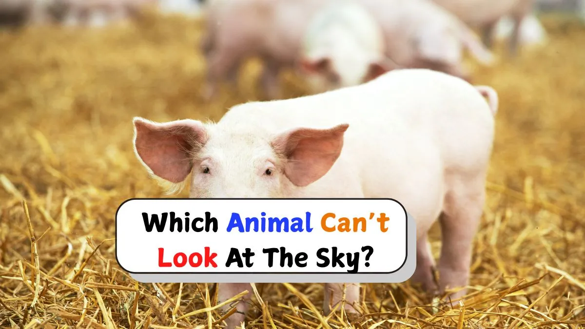 do-you-know-which-animal-can-not-look-at-the-sky-while-standing-the-answer-will-surprise-you