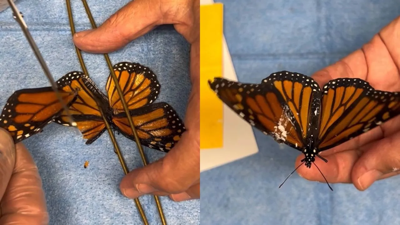 injured-monarch-butterfly-flies-again-after-rare-wing-transplant-by-new-york-rescuers-viral-video-wows-internet