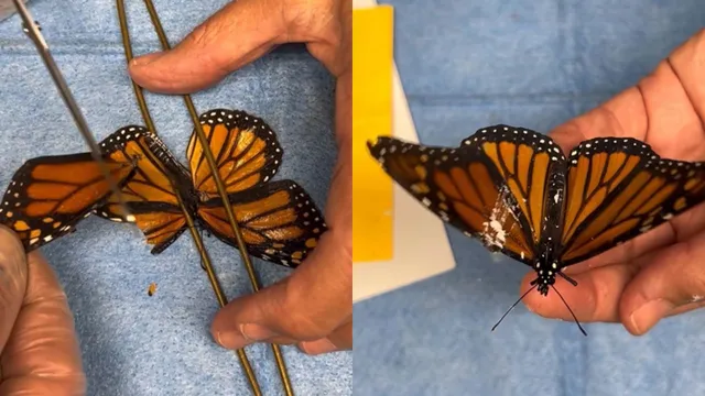 injured-monarch-butterfly-flies-again-after-rare-wing-transplant-by-new-york-rescuers-viral-video-wows-internet