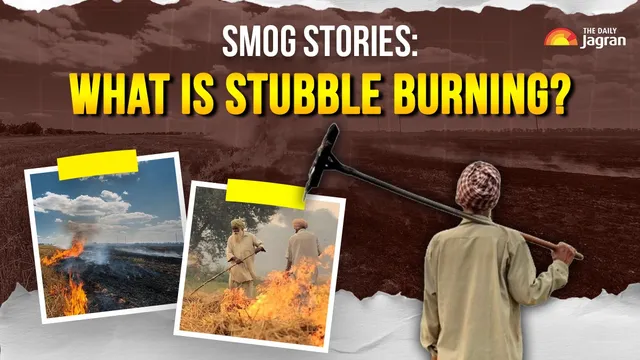 smog-stories-what-is-stubble-burning-and-why-is-it-dubbed-the-main-culprit-behind-delhis-air-pollution