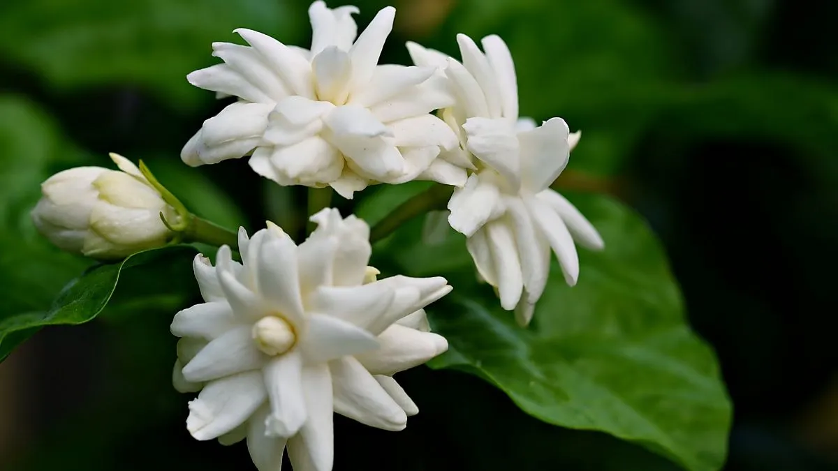 easy-home-gardening-guide-to-grow-jasmine-at-home-in-just-four-weeks
