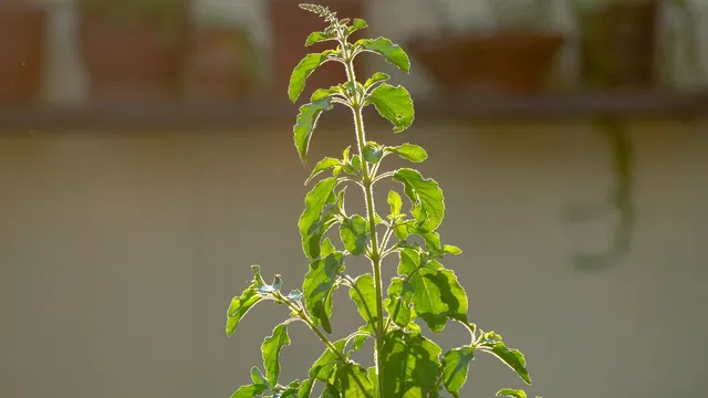 how-to-keep-your-tulsi-plant-healthy-this-festive-season-easy-tips-for-a-lush-green-look