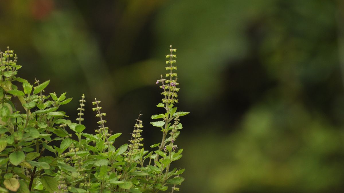 Tulsi Plant Care At Home