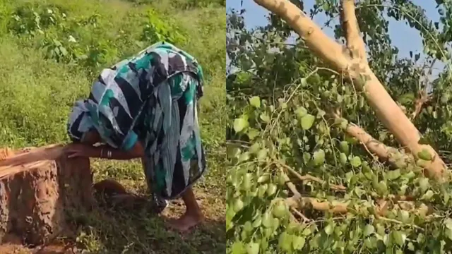 heartbreaking-viral-video-elderly-woman-breaks-down-after-peepal-tree-she-planted-20-years-ago-is-cut-down