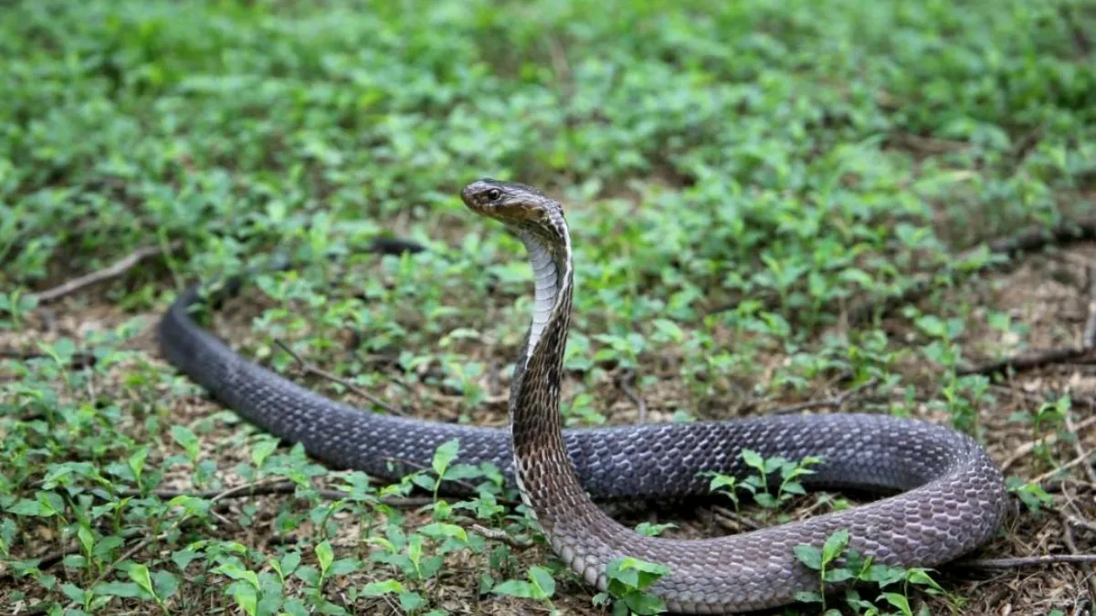 kerala-snakebite-envenomation-declared-disease-of-public-health-importance-move-to-enhance-data-collection