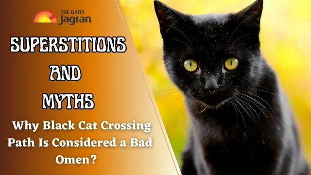 superstitions-myths-why-black-cat-crossing-path-is-considered-a-bad-omen