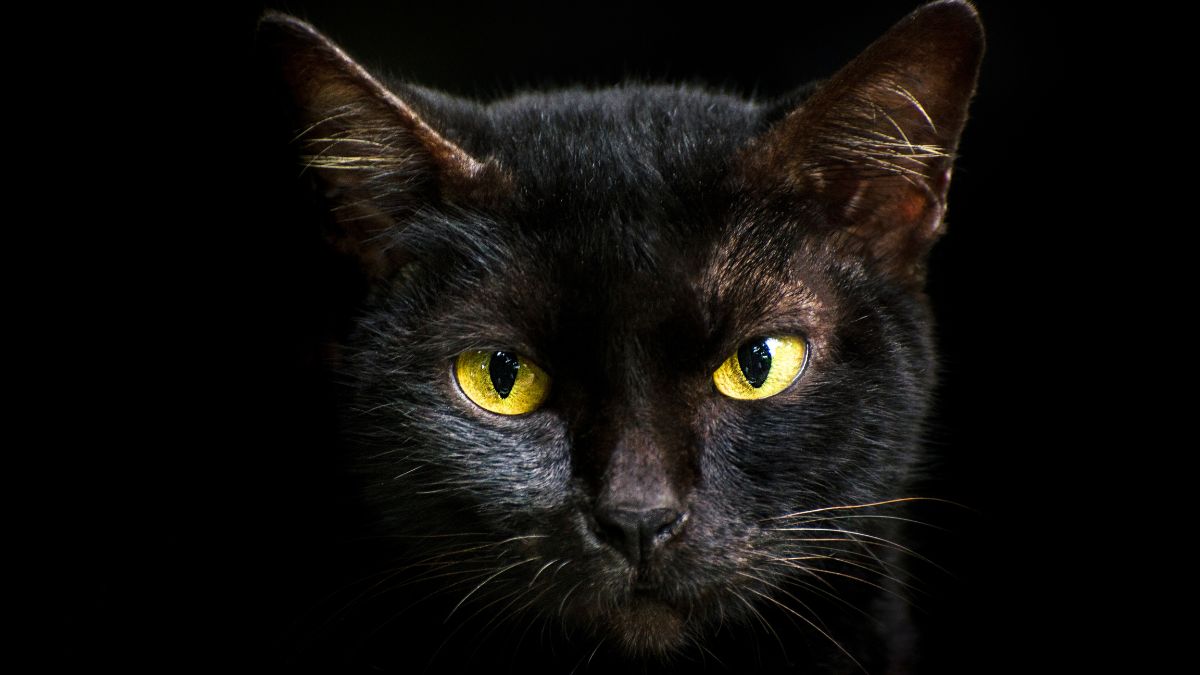 black-cat-crossing-path-omen
