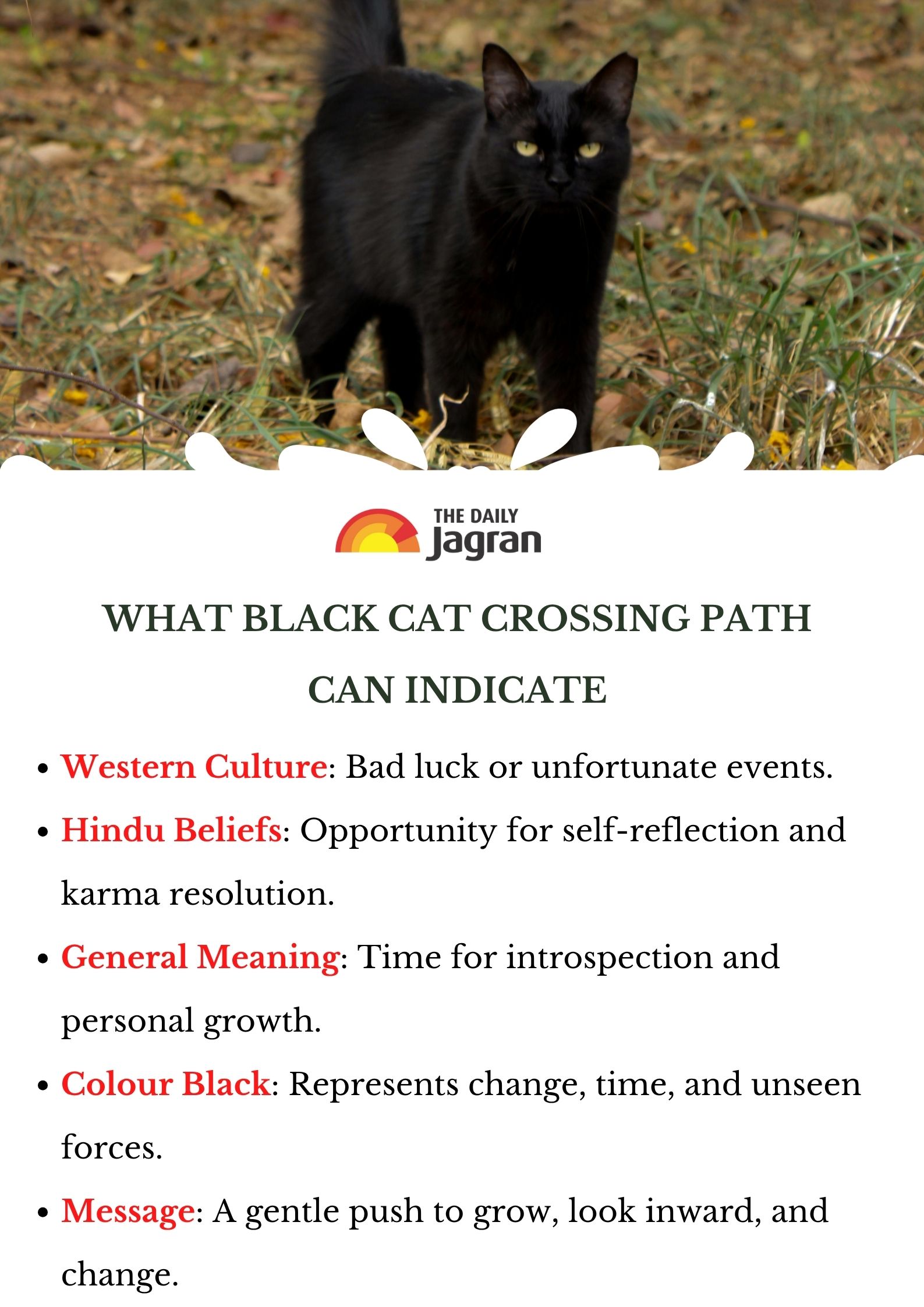 black-cat-meaning-significance-superstition