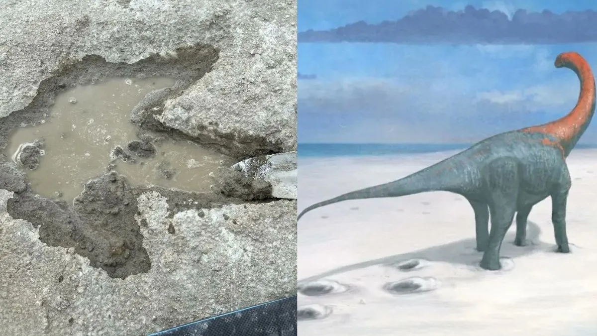 dinosaur-superhighway-in-uk-200-jurassicera-footprints-uncover-sauropods-megalosaurus-across-220metre-trackway