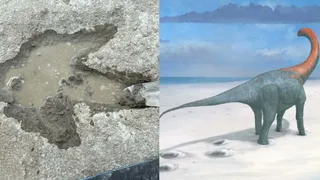 'Dinosaur Superhighway' In Oxfordshire? 220-Metre Jurassic Tracks Unearthed In UK Quarry
