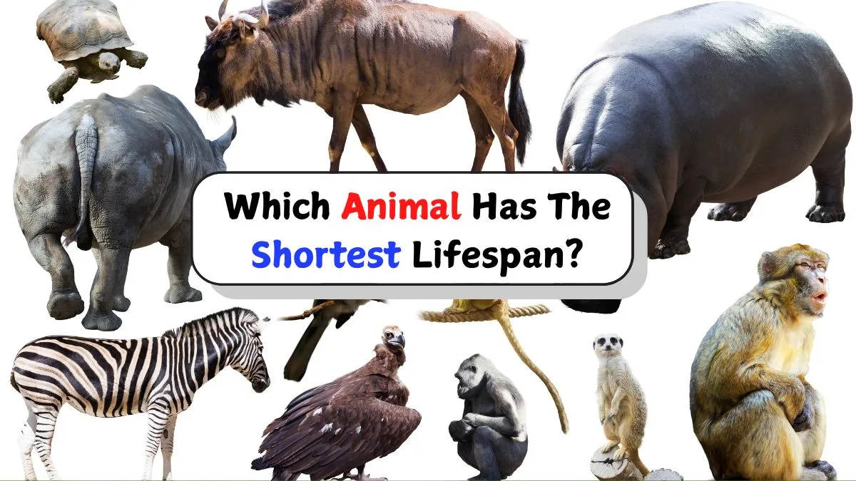 did-you-know-which-animal-has-the-shortest-lifespan-the-answer-will-surprise-you