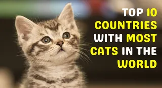 List Of Top 10 Countries With Most Cats In The World | Global Cat Day 2025