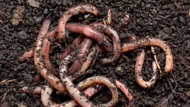 mp-govt-hospital-under-scanner-after-worms-found-in-childs-antibiotic-bottle-amid-cough-syrup-row