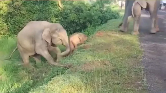 mother-elephant-saves-frightened-calf-from-steep-road-viral-video-shared-by-ifs-officer-wins-hearts