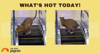 ‘Leopard Spotted’ At Phoenix Mall In Mumbai? Viral AI Video Has Netizens Cracking Jokes About Diwali Shopping | What's Hot Today