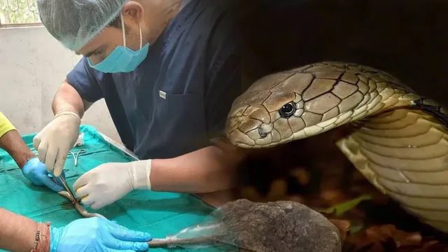 haryana-bhiwani-veterinary-hospital-team-saves-cobras-life-after-rare-intestine-surgery