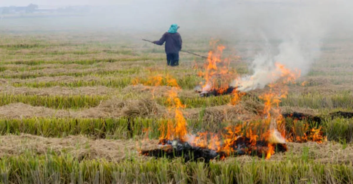 punjab-stubble-burning-132-firs-filed-rs-56-lakh-fine-imposed-after-state-reports-241-cases