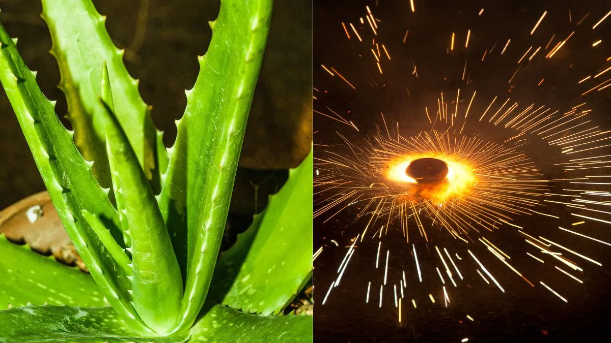 diwali-pollution-5-indoor-plants-to-purify-air-after-firecracker-celebrations