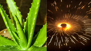 Diwali Pollution: 5 Indoor Plants To Purify Air After Firecracker Celebrations