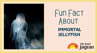 Meet the Jellyfish That Might Live Forever: Know A Fun Fact About This Marine Life