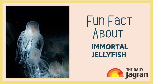 meet-the-jellyfish-that-might-live-forever-know-a-fun-fact-about-this-marine-life