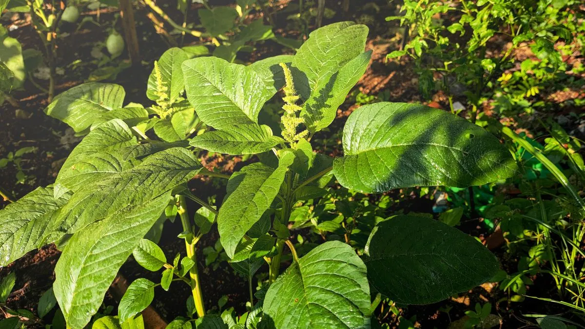 how-to-grow-spinach-palak-at-home-in-containers-a-complete-kitchen-garden-guide-you-must-know