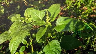 How To Grow Spinach (Palak) At Home In Containers? A Complete Kitchen Garden Guide You Must Know
