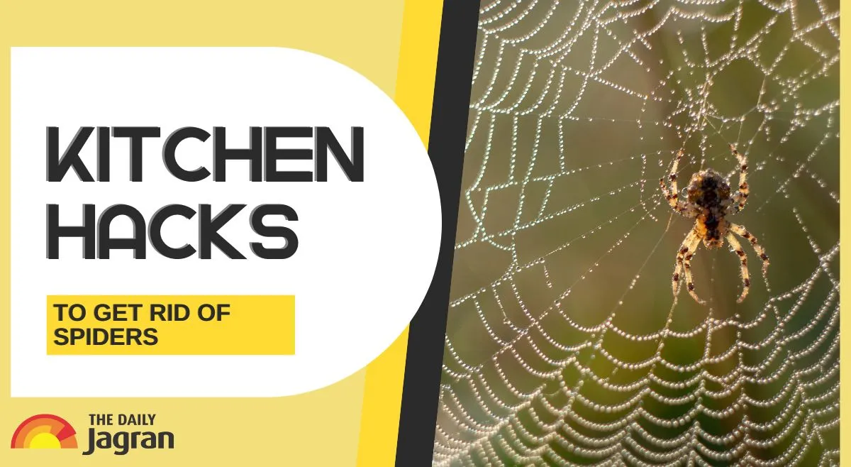 6-kitchen-hacks-to-keep-spiders-away-from-your-home-naturally