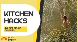 6 Kitchen Hacks To Keep Spiders Away From Your Home Naturally