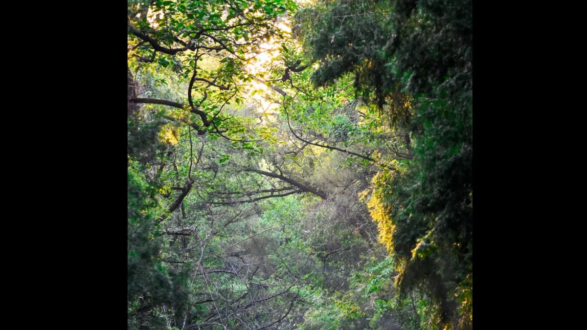 india-achieves-milestone-in-global-environmental-conservation-rises-to-position-9-in-total-forest-area-globally
