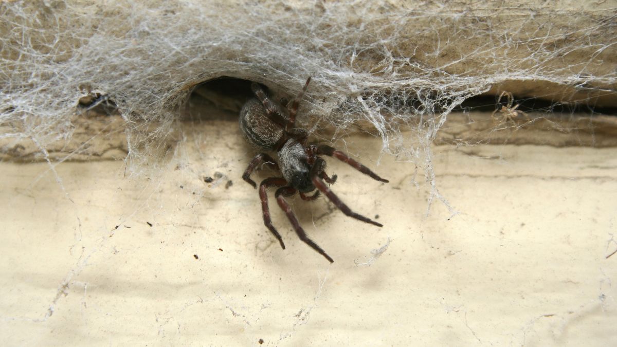 How To Get Rid Of Spiders At Home Naturally