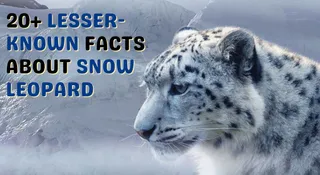 20+ Lesser-Known Facts About Snow Leopard | International Snow Leopard Day 2025
