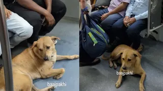 ‘Smarter Than Many Humans’: Stray Dog Takes Shelter In Kolkata Metro To Escape Firecrackers | Viral Video