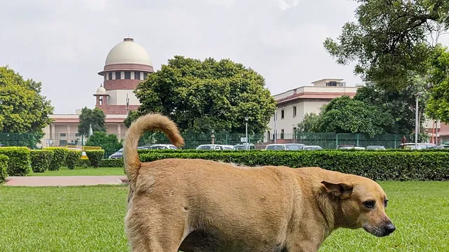 stray-dog-menace-sc-slams-states-for-noncompliance-summons-top-officials-on-november-3