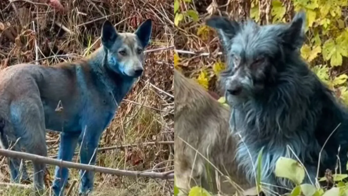 mysteious-bright-blue-dogs-spotted-near-chernobyl-nuclear-plant-in-shocking-viral-video