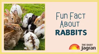 What Is A Group Of Rabbits Called? Know A Fun Fact About These Bunnies