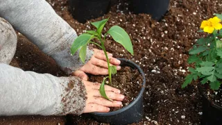 8 Smart Garden Tricks For Your Plant TLC To Keep Fall Gardening Cosy All Winter Long