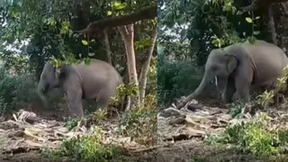Baby Elephant Grooves To Late Singer Zubeen Garg’s Song In Adorable Viral Video, Leaves Internet Emotional