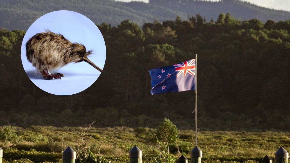 why are people of new zealand called kiwis