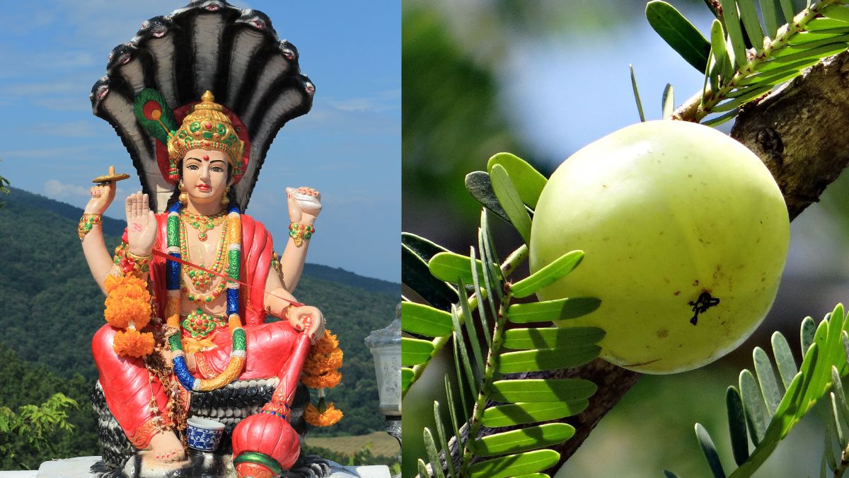 amla-navami-31-october-2025